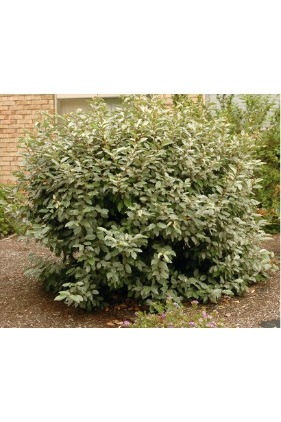 Елеагнус ebbingeil опис